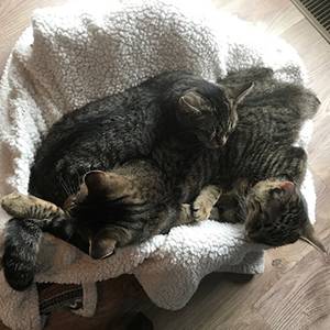 Casler kitties as filing assistants